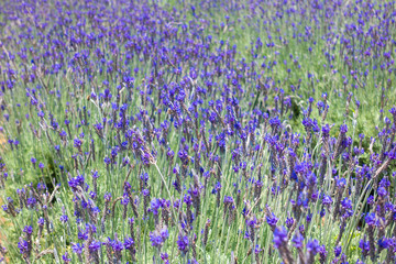 Beautiful lavender flower field. Stock photo of lavender flowers field on a sunny day