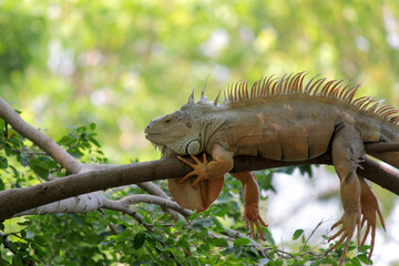 iguana sitting on tree in nature