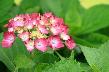 ピンクのアジサイ