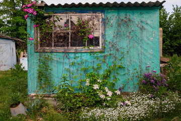 An old window with shutters on the wall of a rural house in the garden and flowers