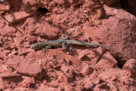 Lizard on red rocks in desert side angle