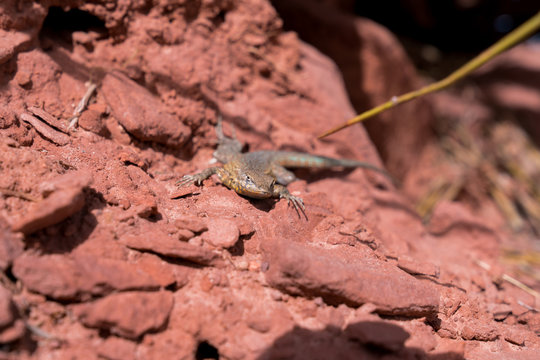 Lizard on red rocks in desert - front angle