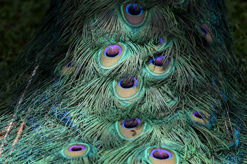 beautiful natural peacock feather