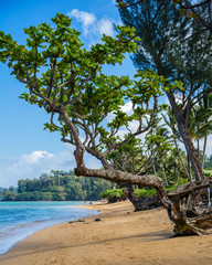 Tree lined tropical beach
