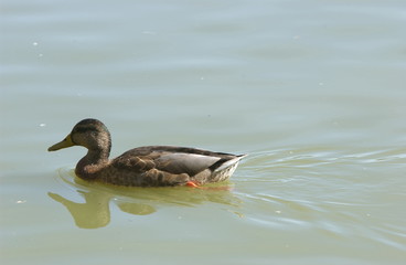 Canard