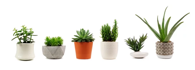 Foto op Aluminium Groep van verschillende indoor cactussen en vetplanten in potten geïsoleerd op een witte achtergrond © Jenifoto