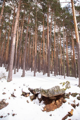 Snowy forest in Soria Spain