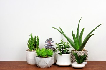 Group of various indoor cacti and succulent plants in pots. Side view on wood shelf against a white wall.