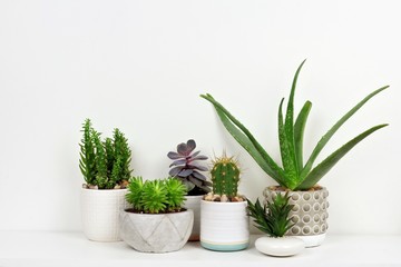 Group of various indoor cacti and succulent plants in pots. Side view on white shelf against a white wall.