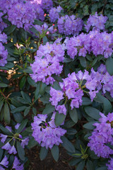 Fototapeta premium Rhododendron plants in bloom with flowers