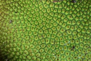 Jackfruit at street food