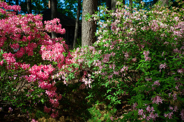 Rhododendron plants in bloom with flowers