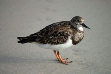 Bird on the beach