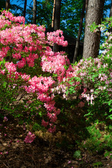 Rhododendron plants in bloom with flowers