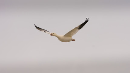 Snow goose flying toward the Arctic