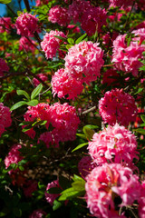 Obraz premium Rhododendron plants in bloom with flowers