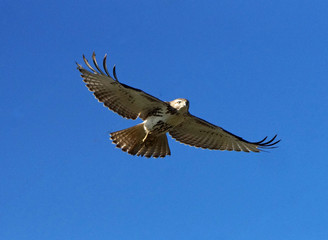 Obraz premium Airborne Hawk