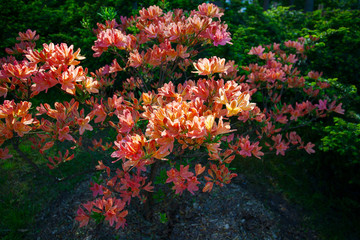 Rhododendron plants in bloom with flowers