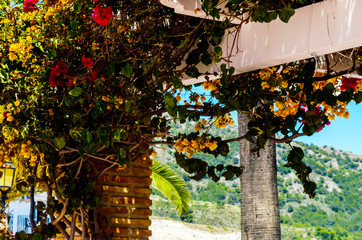 Fototapeta na wymiar closeup on a beautiful arbor covered with climbing plants with colorful flowers, relax place