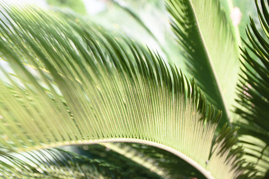 macro decorative background with palm tree leaves