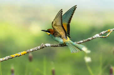 Merops apiaster bee-eater
