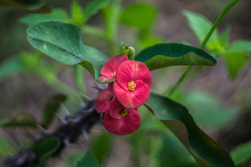 Euphorbia milii also called crown of thorns or Christ plant.