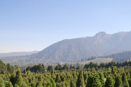 Fototapeta Green forest and mountains