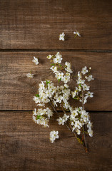 Rhododendron plants in bloom with flowers