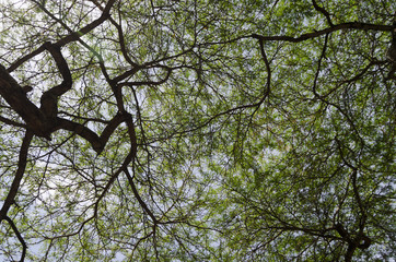 Bottom-up view to the net of branches with leaves on trees
