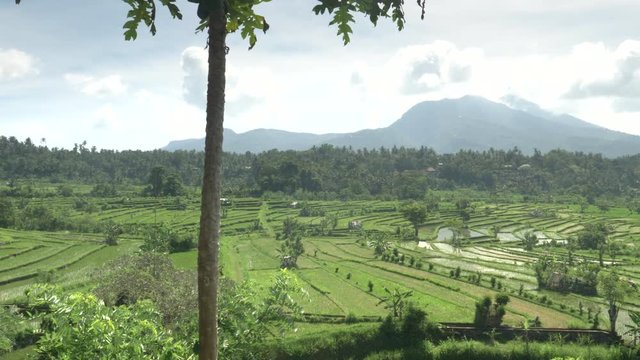 wide angle panning shot of rice terraces at the village of tirta gangga on the island of bali, indonesia