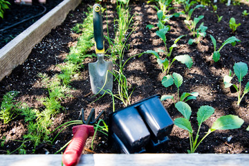 The planting of seedlings is completed on a small piece of land