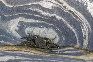 crab on rock in tidepool area of Point Lobos State Reserve, California coast