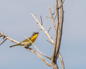 Yellow-breasted chat singing on branch in cottonwood forest along Rio Grande in Rio Rancho, New Mexico