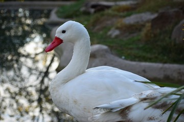 Fototapeta premium CISNE ZOO MET