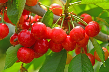 The ripe cherries are on the tree