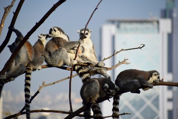 FEMILIA LEMUR ZOOLOGICO