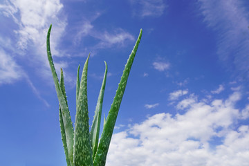 Aloe vera plant and blue sky.