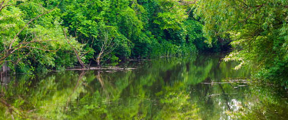 Calm river with tree on bank in rural region