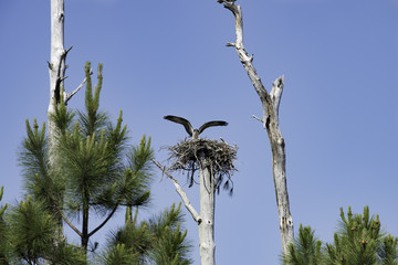 ospreys