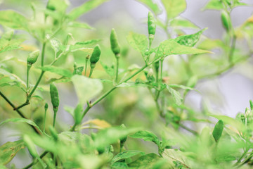 Chilli, green peppers are often planted to be part of the food. Add spicy taste And taste more delicious.