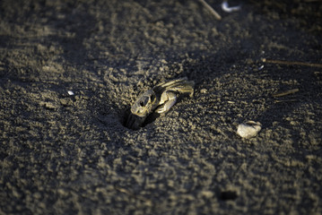 peeking crab with shell