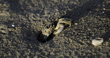 peeking crab