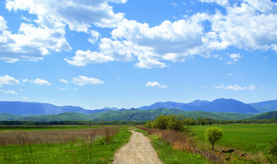 Fototapeta premium green and blue, serenity, grass under the sun