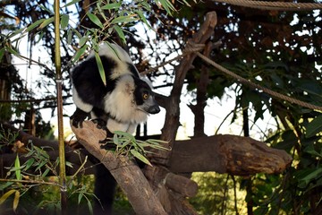 Fototapeta premium LEMUR EN TRONCO