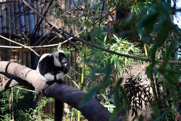 lemur mirando fijo zoo met 