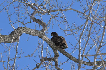 Eagles and Wildlife