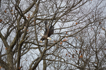 Eagles and Wildlife