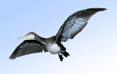 Great Cormorant, Phalacrocorax carbo - flying on blue background