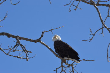 Eagles and Wildlife