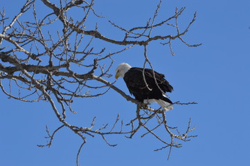 Eagles and Wildlife